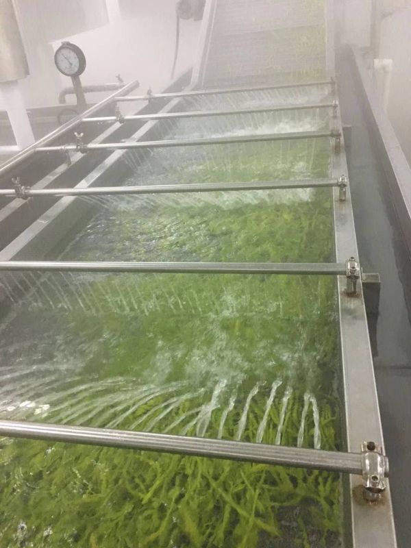 蒸汽蔬菜漂燙殺青機 連續式玉米蒸煮機